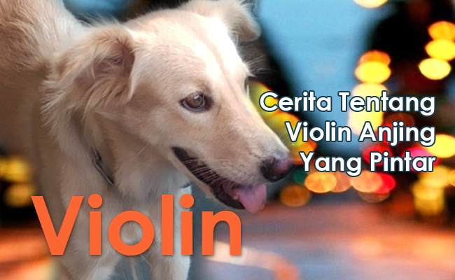 Cerita Tentang Violin Anjing Yang Pintar Info Baru