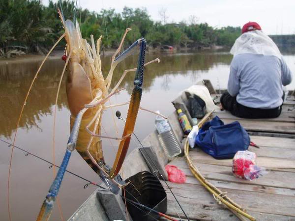 Sensasi Mancing Udang Galah Sungai Rompin Malaysia