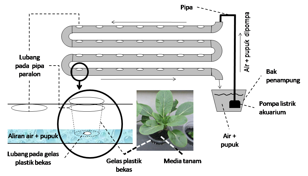 Hydroponic Vs Aquaponic Which is The Best one? Petani TOP