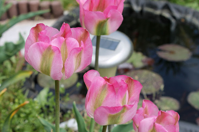 Rosafarbene Tulpen am Teich