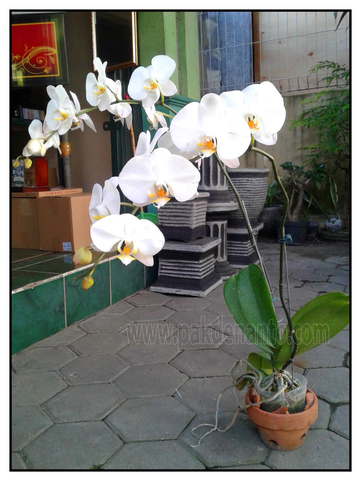 Jual Anggrek Bulan Di Jogja Pakde Nanto