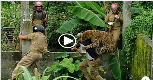 leopard kill 4 polices