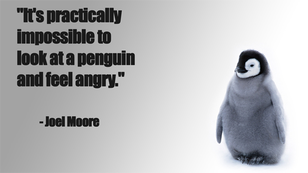 It's Practically Impossible To Look At A Penguin And Feel Angry - Joel Moore