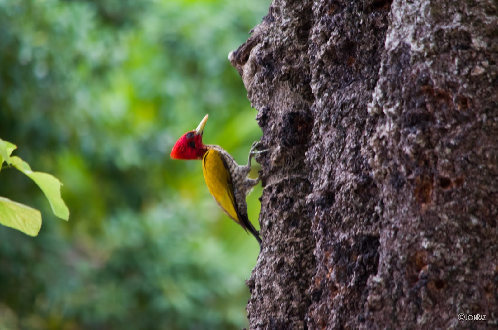 Bird Watching at Lagen Island Resort, El Nido Palawan