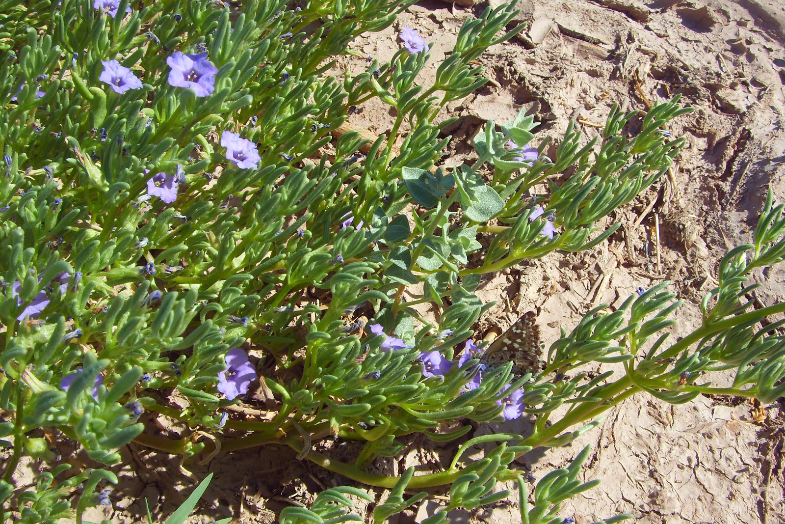 Eco-antropología: Vegetación nativa nacida tras el aluvión de Marzo