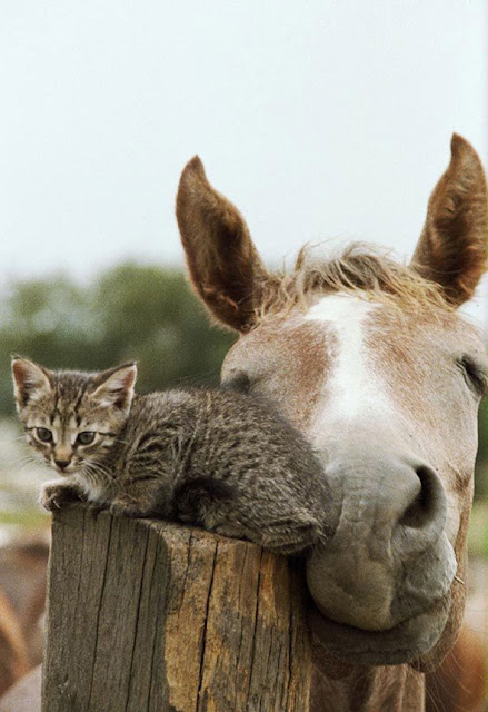 unlikely animal friendship, interspecies friends