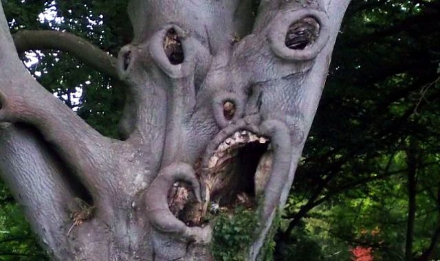 World's Scariest Photos/movies Worlds-scariest-tree