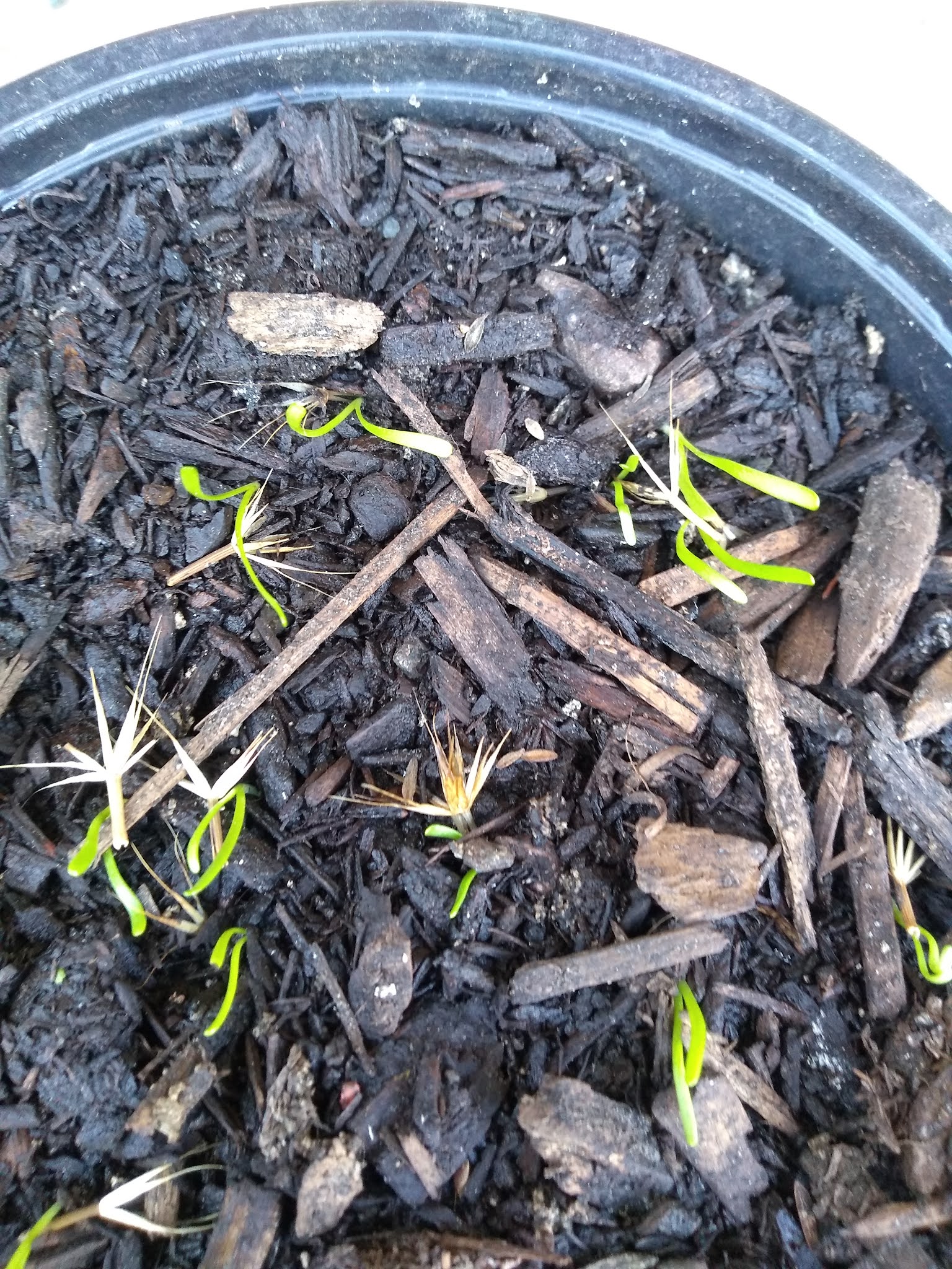 Mudflower Yam Daisy (murnong) from seed