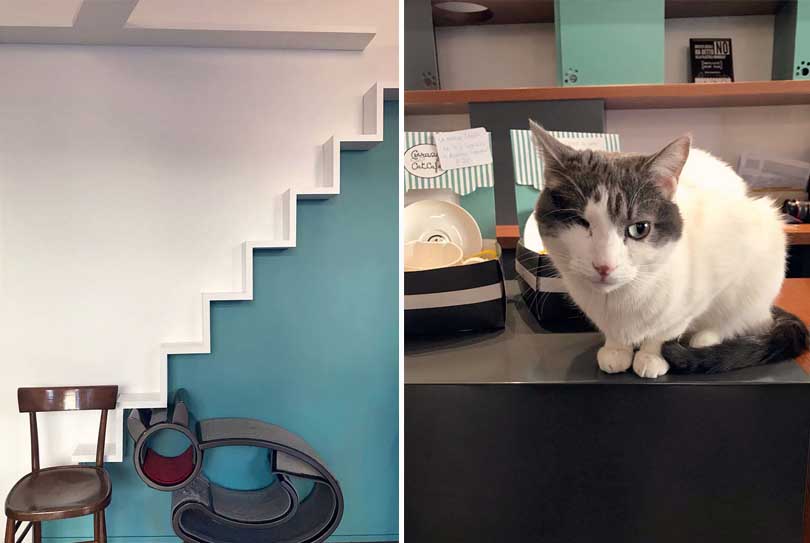 cat wall stairs