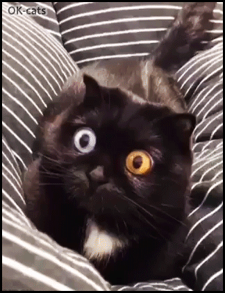 Amazing Cat GIF • Pupil dilation + heterochromia iridis: two color eyes. "When the catnip kicks in...” Amazing Cat GIF • Pupil dilation + heterochromia iridis: two color eyes. "When the catnip kicks in...”