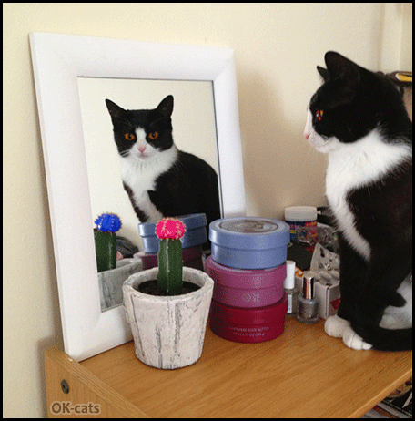 Art cat GIF • Cinemagraph • Confused cat looking in the mirror at a house plant with a weird colorful flower Art cat GIF • Cinemagraph • Confused cat looking in the mirror at a house plant with a weird colorful flower
