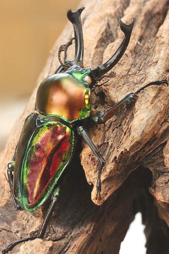 Kumbang Rusa Atau Stag Beetle | Perkembangbiakan Dan Siklus Hidup