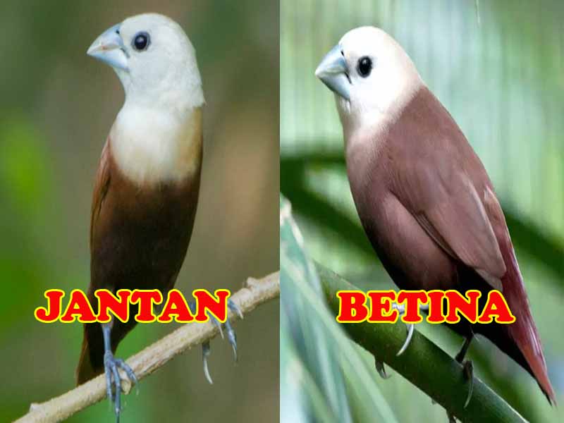 Unduh 106 Foto Gambar Burung Pipit Jantan Terbaru Gratis Gambar