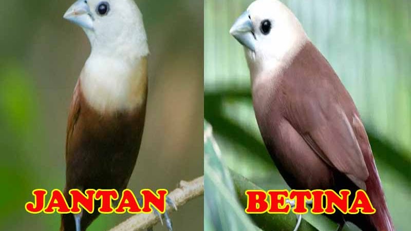 Cara Bedakan Burung Emprit Kaji Jantan Dan Betina Purwomp Com