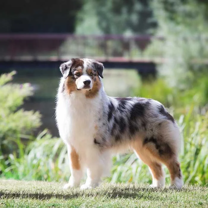 Physical characteristics of the Australian shepherd