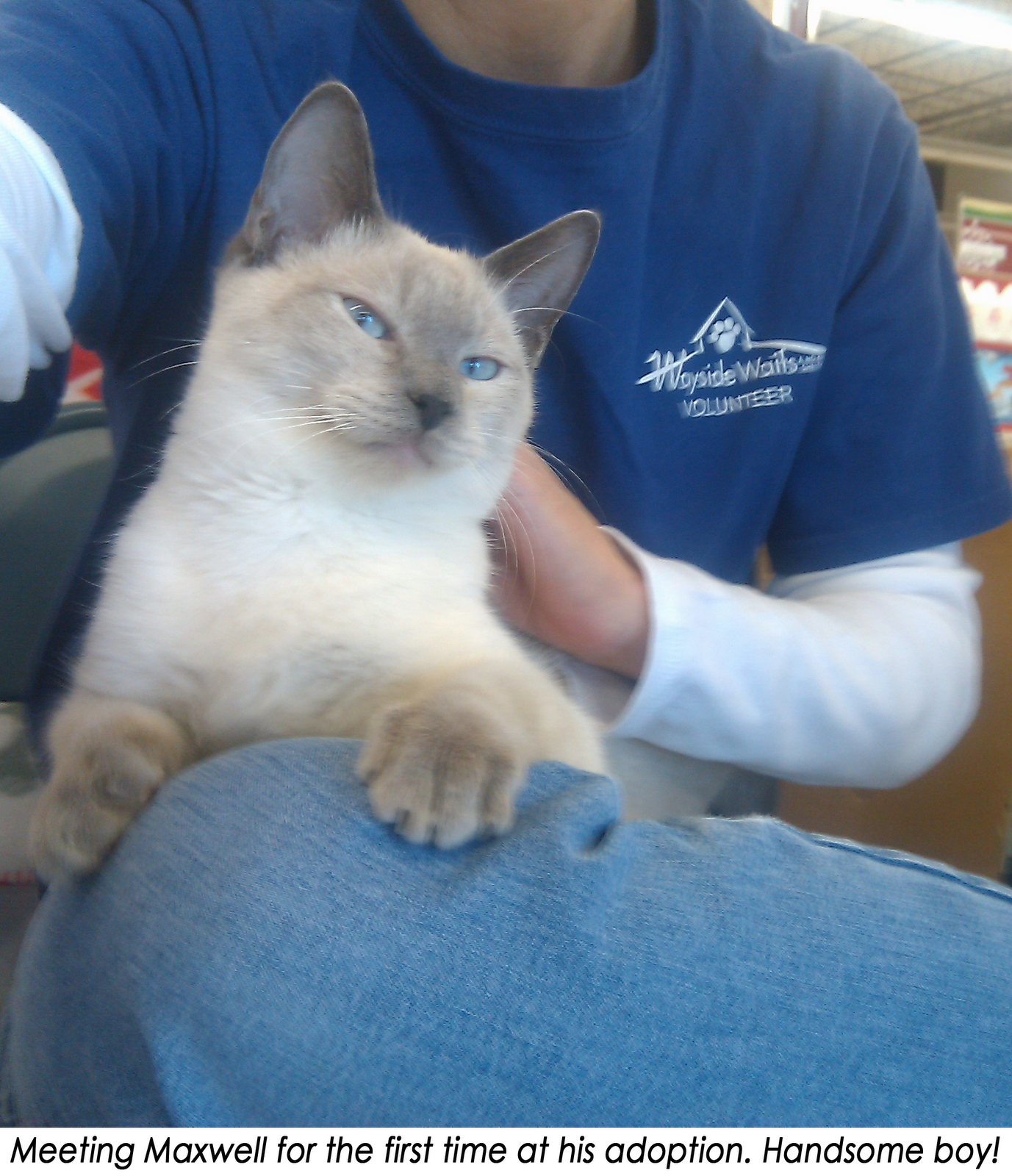 deaf cats for adoption near me