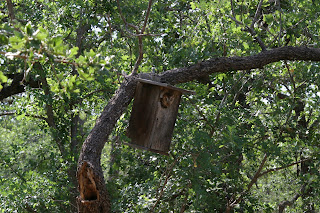 screech owls in nesting box