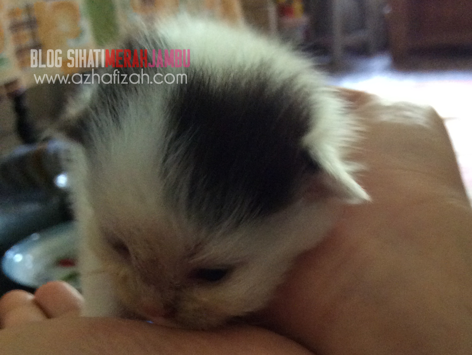 Black and White mix breed kittens
