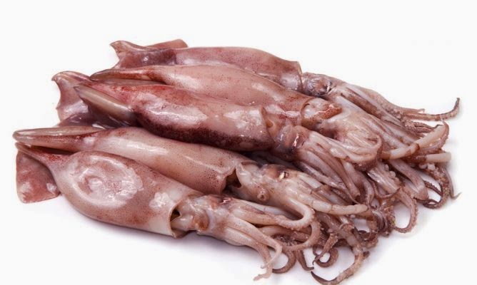 A Que Familia Pertenecen Los Calamares