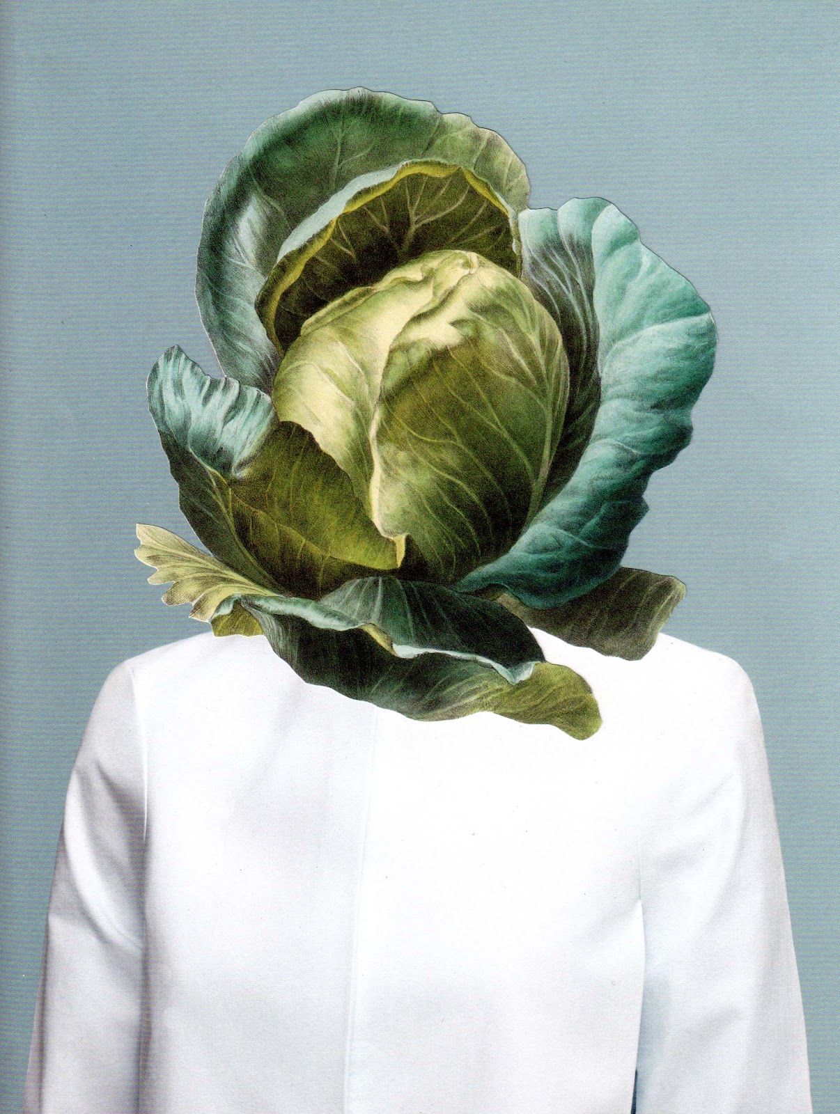 Капуста прикольные картинки