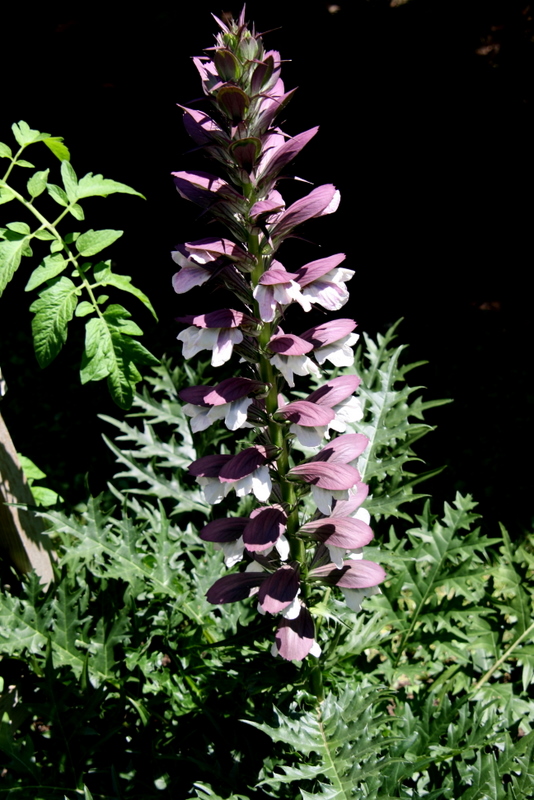 Beth's Blog Lots of Lilies Pittsford Garden Tour