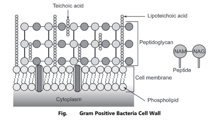 Bacterial Cell Wall