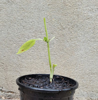 a 10-12 cm plastic black pot with a plant that used to be tall and leafy. All that is left is a bare stem with a lone leaf, the stem having been neatly lopped at the top.