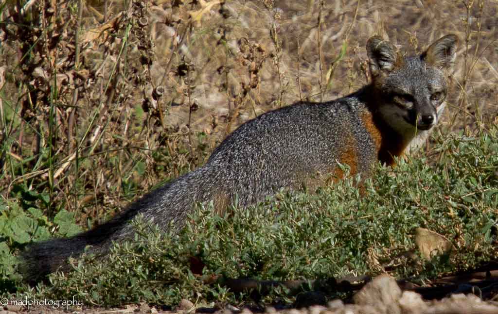 Friends of the Island Fox Reexamining Island Fox Diet