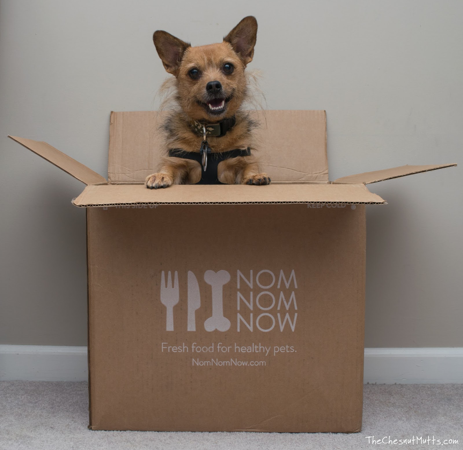Review Fresh Dog Food Delivered to Your Doorstep with NomNomNow The