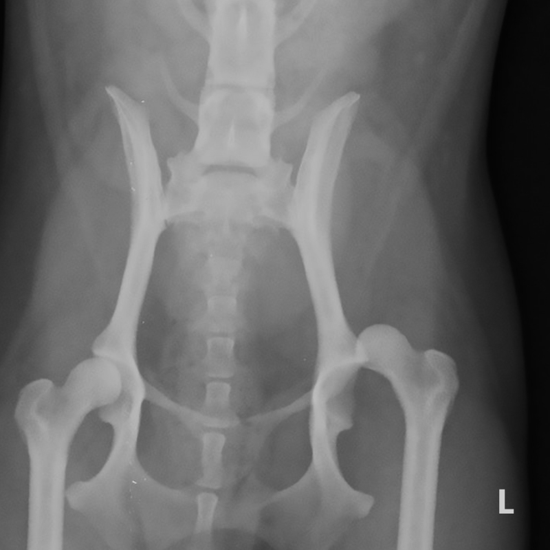 Be Kind To Pets, Vet case studies, Photography tips, Travel Stories