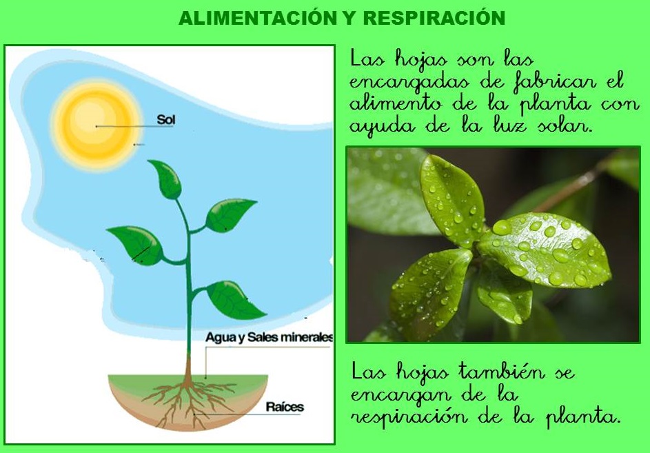 El Monstruito en Monteagudo Las plantas IV Alimentación