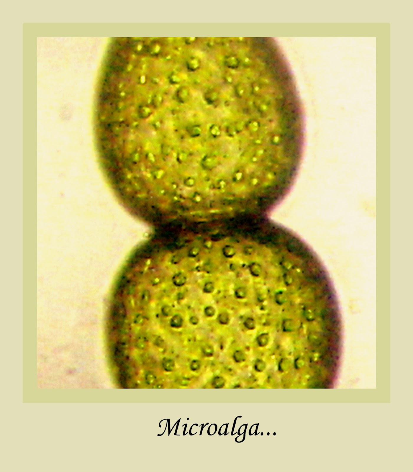Cultivo de Microalgas em Fotobiorreatores: Algas Microscópicas...