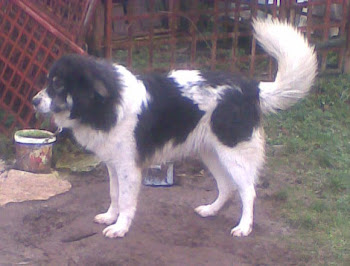 Българско овчарско куче
