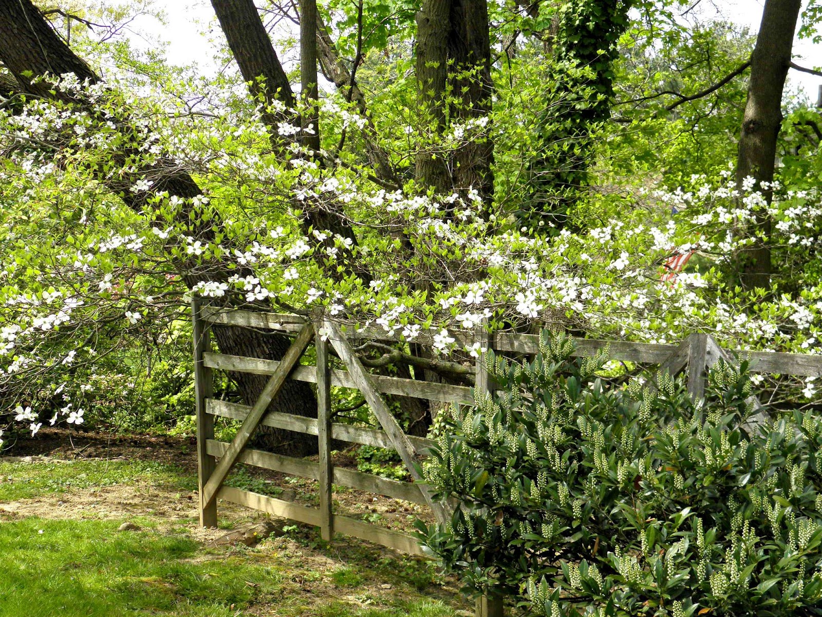 Blooming Dogwood Trees