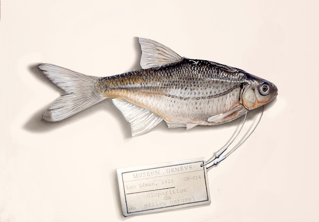 Petit poisson gris avec son étiquette