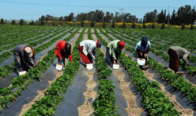 مطلوب عمال وعاملات بضيعة فلاحية بمدينة الناظور