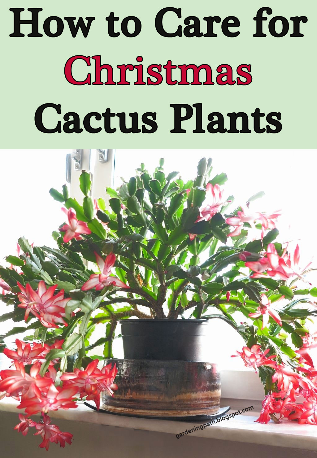 How to Care for Christmas Cactus Plants