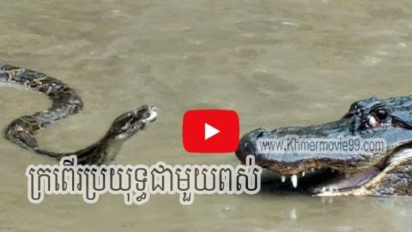 Python vs Alligator 01 -- Real Fight -- Python attacks Alligator - See ...