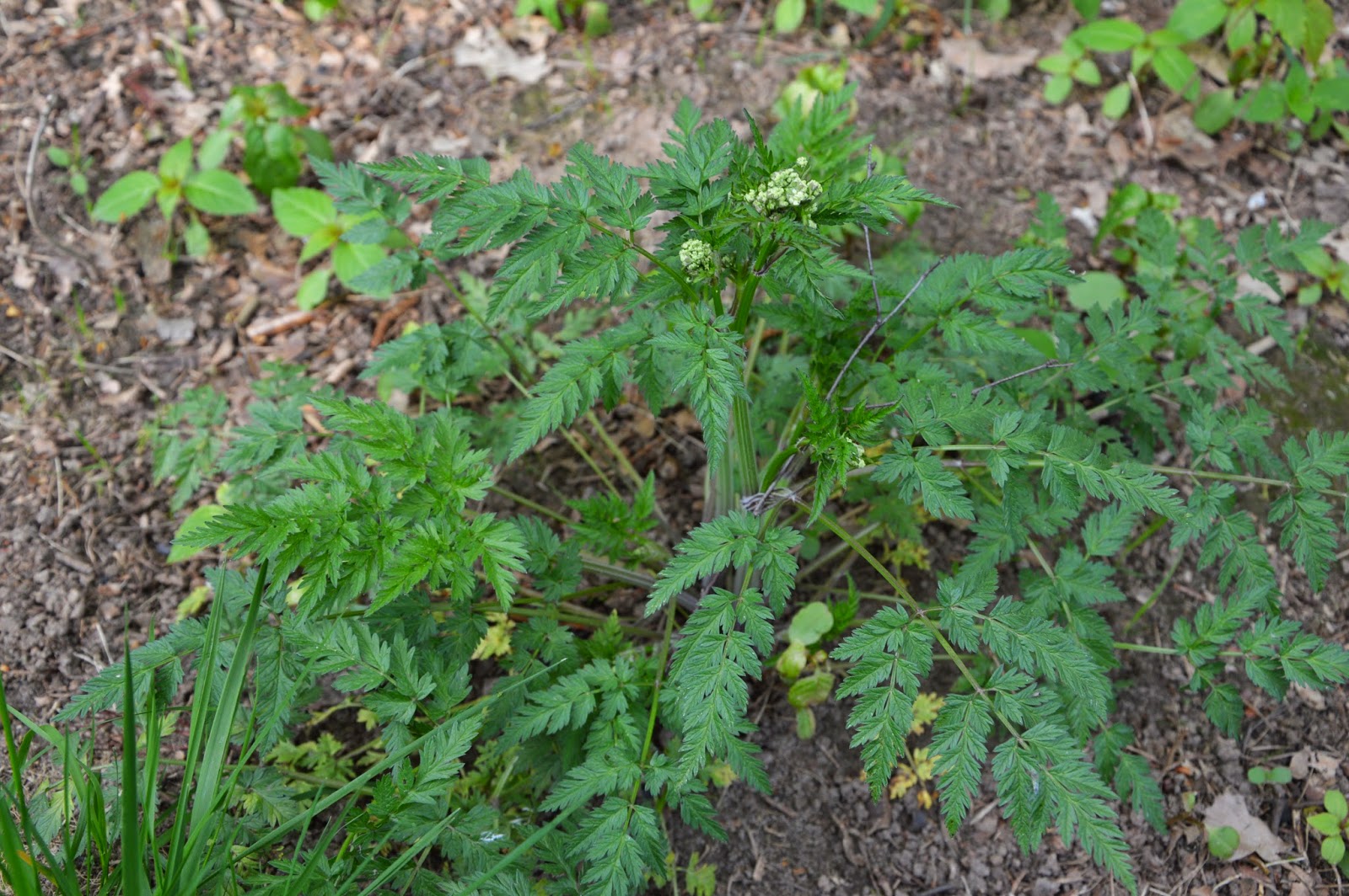 Świat oczami Oczka: Trybula leśna - Anthriscus sylvestris