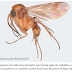 Cientistas reconstroem evolução de grupos de mosquitos da era dos dinossauros
