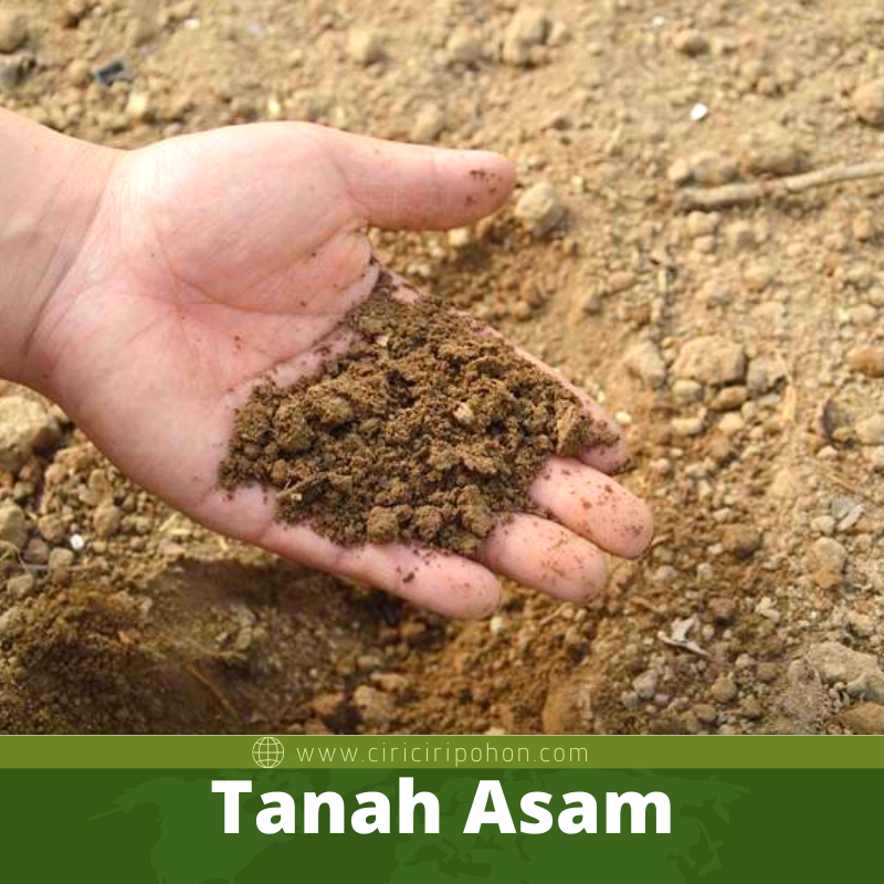 Tanam Asam