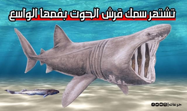 معلومات عن سمكة القرش
