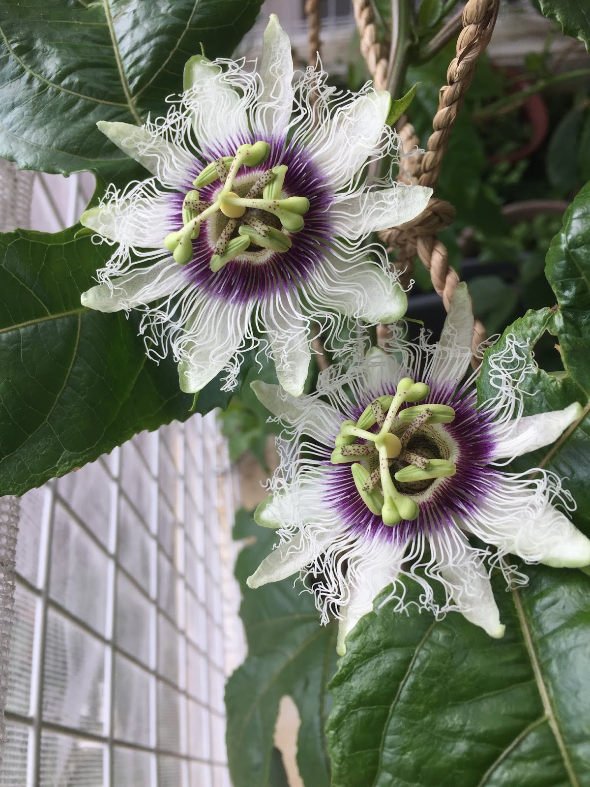 Okinawa Gardener Passion Fruit Flower