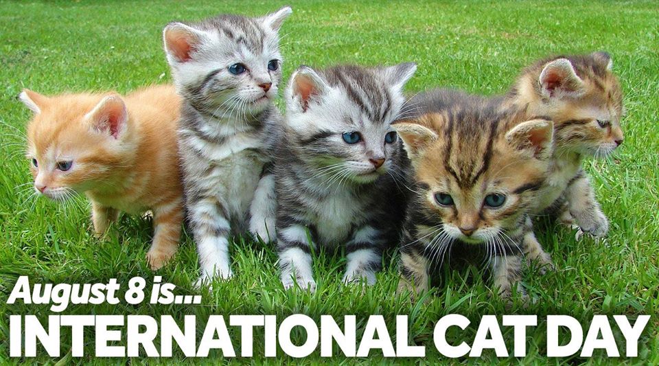 International Cat Day