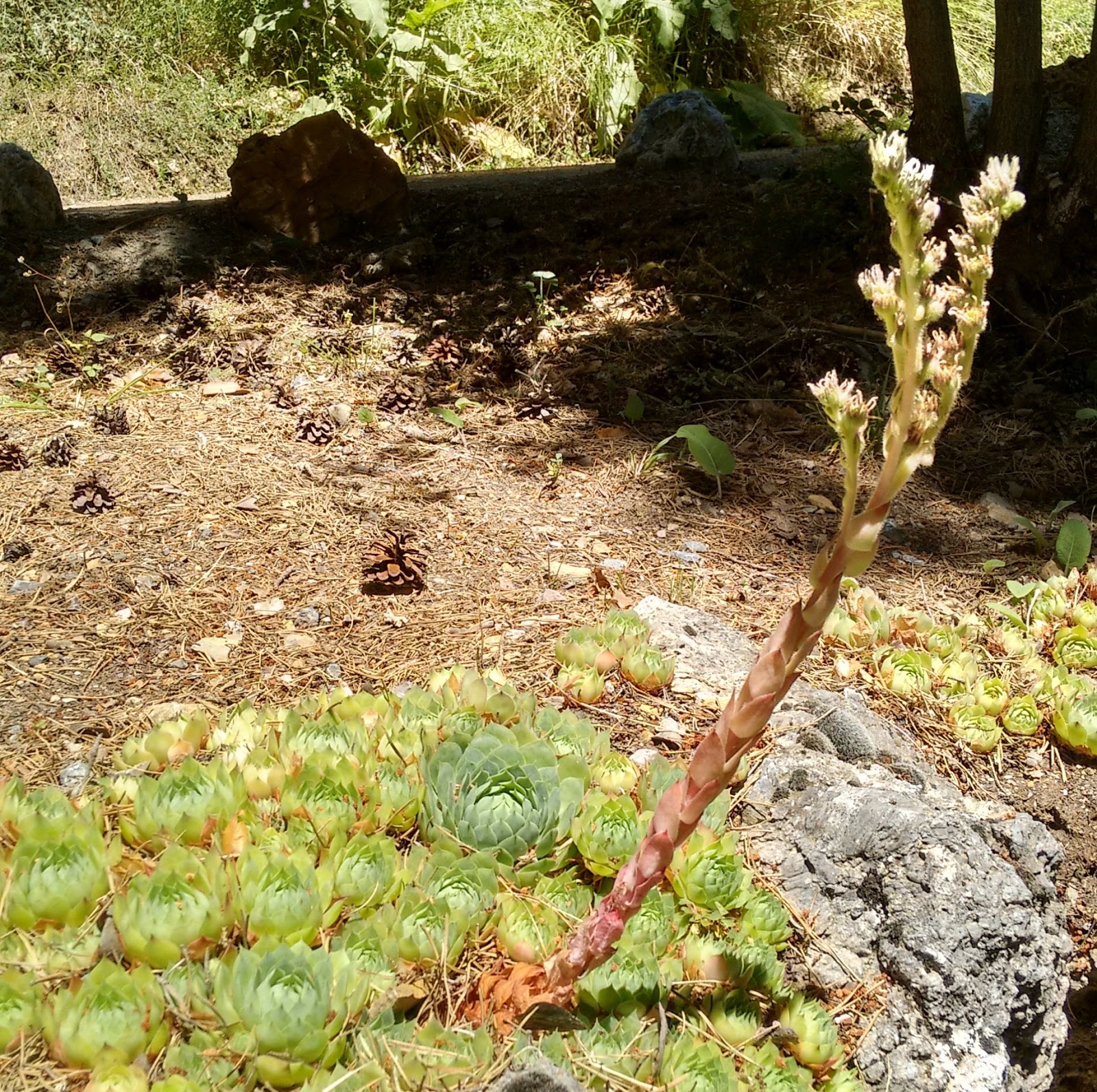 El Blog de Ignacio Henares Siemprevivas