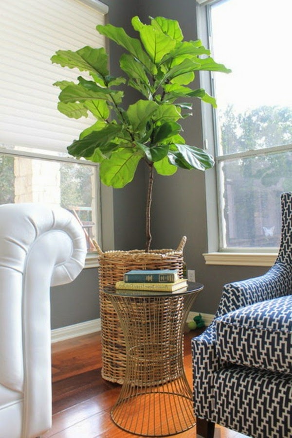 A plant as decoration: Ficus Lyrata for a lively interior atmosphere