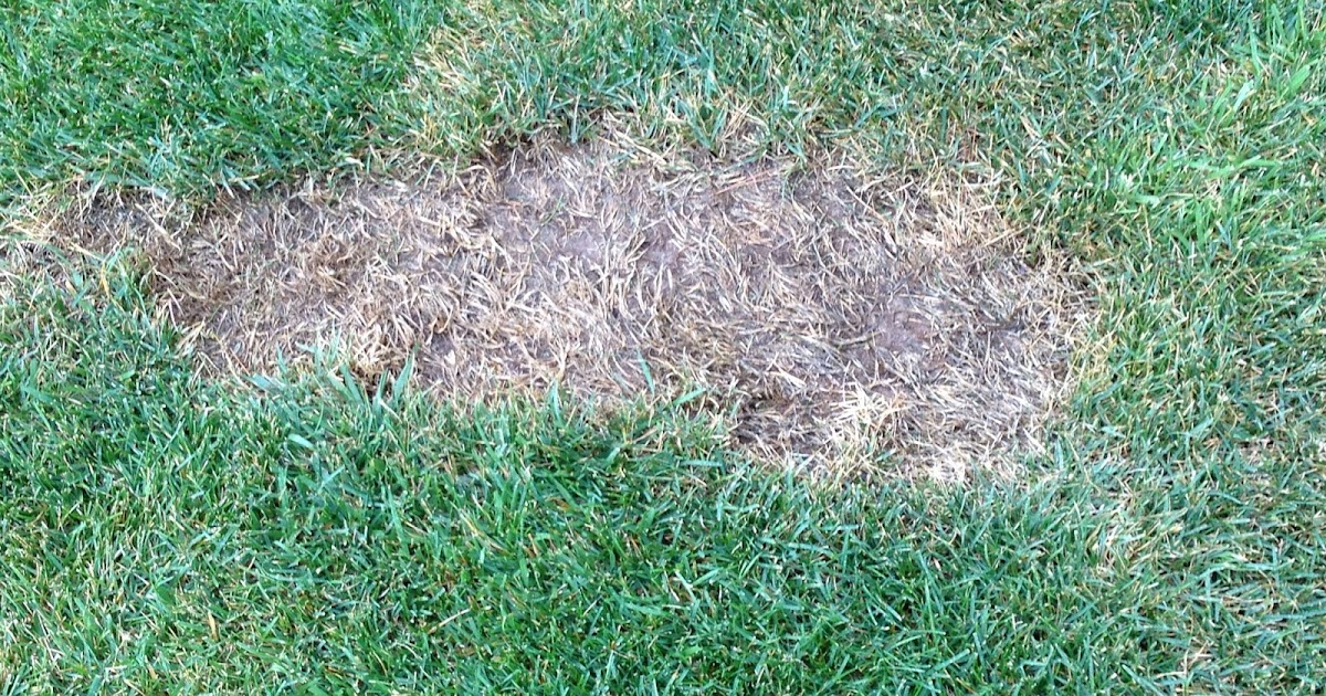Xtremehorticulture of the Desert Tall Fescue Lawn Suffers from Summer