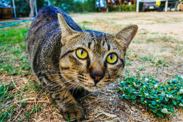 alt="gato con ojos sanos de color amarillo"