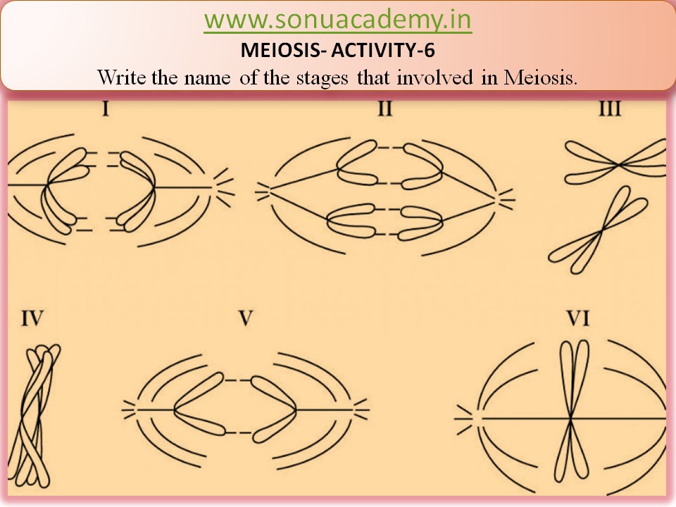 Meiosis Worksheet Label The Phases