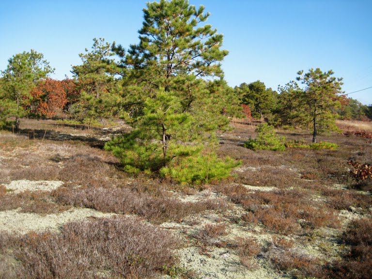 ALIVE STRUCTURES A trip to the New Jersey pine barrens